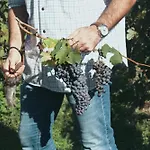 Dimora Perla Di - Spacious Wine Estate Retreat Near Bernina Express